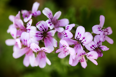 Beautiful flower macro background wallpaper high quality prints 50,6 Megapixels productsの写真素材
