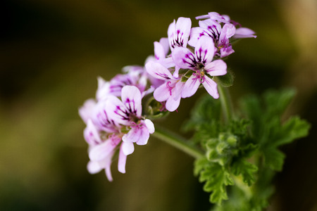 Beautiful flower macro background wallpaper high quality prints 50,6 Megapixels productsの写真素材