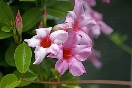 Mandevilla flower Apocynaceae family macro background fine art in high quality prints products fifty megapixels printsの写真素材