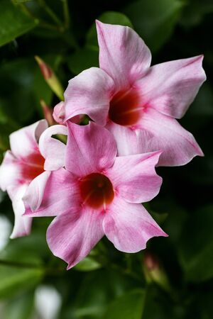 Mandevilla flower Apocynaceae family macro background fine art in high quality prints products fifty megapixels printsの写真素材