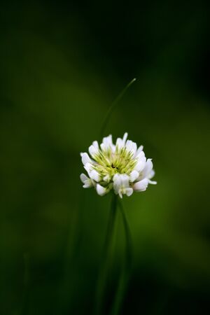 Flower Trifolium repens or Dutsch clover Leguminosae family macro background fine art in high quality prints products fifty megapixels printsの写真素材