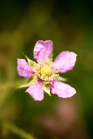 Flower Rubus occidentalis Rosaceae family macro background fine art in high quality prints products...