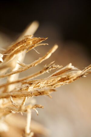 Wood abstract macro background fine art in high quality prints products fifty megapixels prints