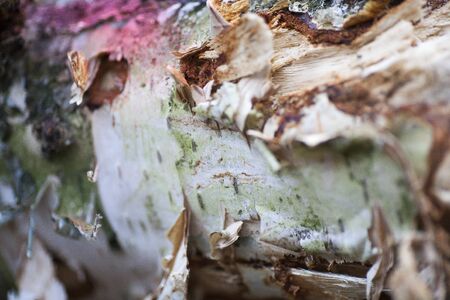 Beautiful wood close up surface colorful abstract macro backgroundの写真素材