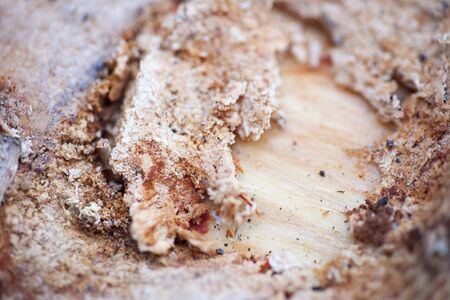 Beautiful wood close up surface colorful abstract macro backgroundの写真素材