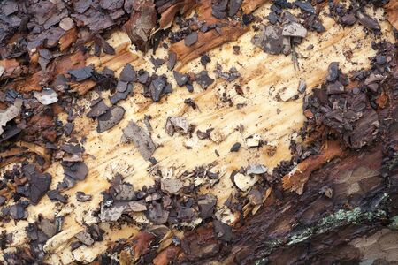 Beautiful wood close up surface colorful abstract macro background