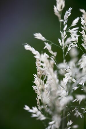 Wild flower with fog macro backgroundの写真素材