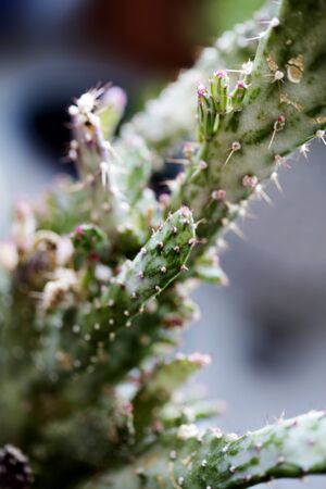Cactus macro background fine art in high quality prints fifty megapixels family cactaceaee