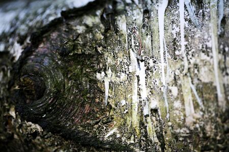 Tree bark abstract macro background fine art in high quality prints fifty megapixels