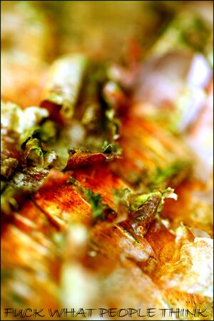 Text fuck what people think Quote in tree brunch macro backgroundの写真素材
