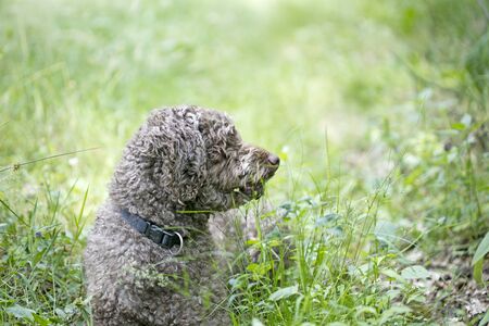 Sweet truffle dog portrait Lagotto Romagnolo breed macro background fine art in high quality prints fifty megapixelsの写真素材