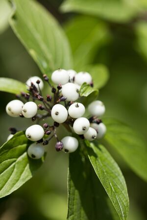 Wild forest fruits botanical identity macro background fine art high quality prints products fifty megapixels Cornus sinicera family Cornaceaeの写真素材