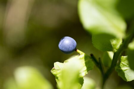 Wild forest fruits botanical identity macro background fine art high quality prints products fifty megapixels Vaccinium myrtillus family Ericaceaeの写真素材