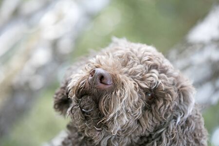 Truffle dog portrait in wild forest macro background fine art high quality prints products fifty megapixels lagotto romagnoloの写真素材