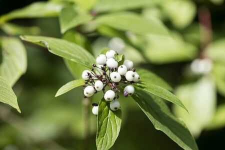 Wild forest fruits botanical identity macro background fine art high quality prints products fifty megapixels Cornus sinicera family Cornaceaeの写真素材