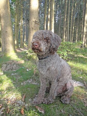 Dog portrait lagotto romagnolo on forest camping macro background fine art high quality prints productsの写真素材