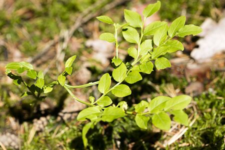Wild forest fruits botanical identity macro background fine art high quality prints products fifty megapixels Vaccinium myrtillus family Ericaceaeの写真素材