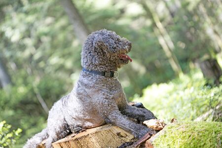 Truffle dog portrait in wild forest macro background fine art high quality prints products fifty megapixels lagotto romagnoloの写真素材