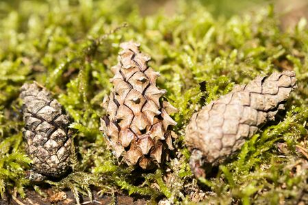 Wild fruit Pinus macro background fine art high quality prints products fifty megapixelsの写真素材
