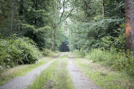 Walking on wild forest road Dorsten background fine art in high quality prints productsの写真素材