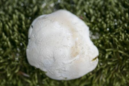 Wild mushrooms macro background fine art in high quality prints products