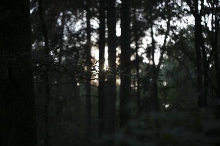 Sunshine on wild forest road Dorsten background fine art in high quality prints productsの写真素材