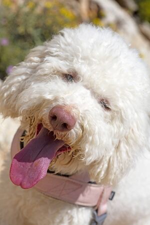 White Lagotto Romagnolo dog portrait macro background fine art in high quality prints products fifty...