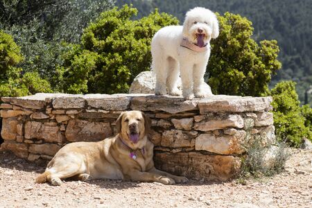 White Lagotto Romagnolo dog portrait macro background fine art in high quality prints products fifty megapixelsの写真素材