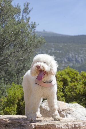 White Lagotto Romagnolo dog portrait macro background fine art in high quality prints products fifty megapixelsの写真素材