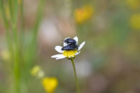 Labrador sweet macro portrait fifty megapixels printsの写真素材