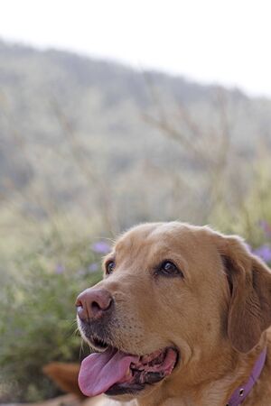 Labrador sweet macro portrait fifty megapixels printsの写真素材
