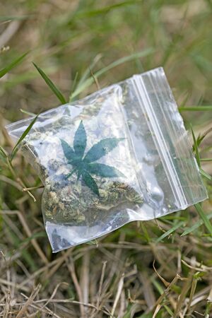 Marihuana in small bug macro fifty megapixels medical cannabisの写真素材