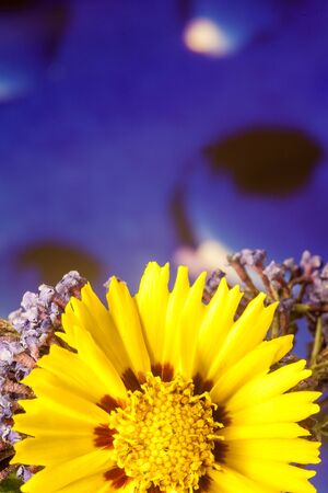 Yellow wild flower macro background high quality prints  modern texture home decoration digital posters beautiful graphic abstract art smooth colorful psychedelic design printsの写真素材