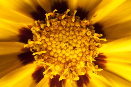 Yellow wild flower macro background high quality prints  modern texture home decoration digital...