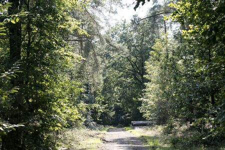 Walking on forest old road nature scape north germany fifty megapixels dorstenの写真素材