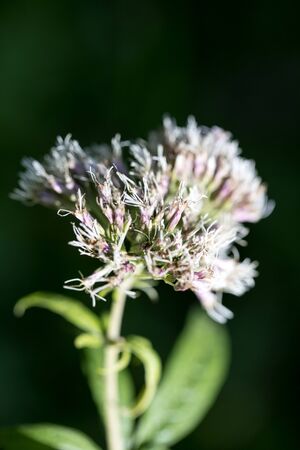 Wild flower on nature background fifty megapixels high quality Eupatorium cannabinum family asteraceaeの写真素材