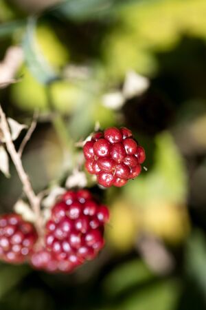 Wild forest fruit macro background high quality fifty megapixels prints rubus ulmifolius family...
