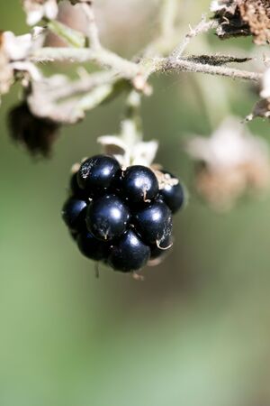 Wild forest fruit macro background high quality fifty megapixels prints rubus ulmifolius family rosaceaeの写真素材