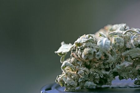 Cannabis bud macro super lemon haze medical marihuana fifty megapixelsの写真素材