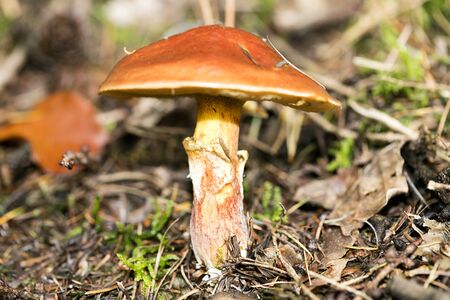 Wild mushrooms on nature macro background fifty megapixels printsの写真素材