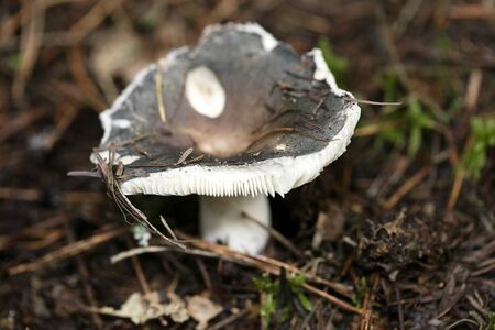 Wild mushrooms on nature macro background fifty megapixels printsの写真素材