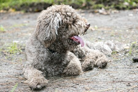 Brown italian dog macro portrait breed truffle hunting lagotto romagnoloの写真素材