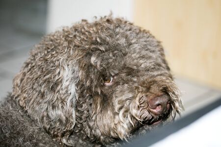 Brown italian dog macro portrait breed truffle hunting lagotto romagnoloの写真素材