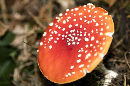 Magic mushroom Amanita muscaria macro background fifty megapixels