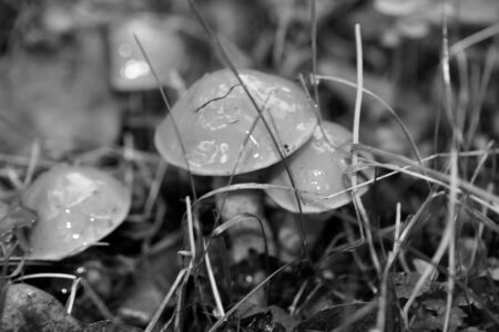 Wild mushrooms black and white edit macro background fifty megapixelsの写真素材