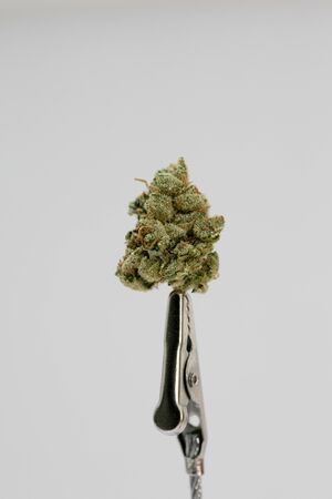 Cannabis bud super lemon haze macro background fifty megapixels