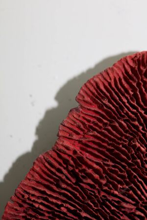 Dried mushroom potpourri cup abstract close up fifty megapixels high quality