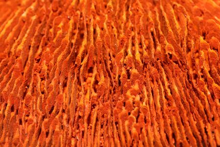 Dried mushroom potpourri cup abstract close up fifty megapixels high qualityの写真素材