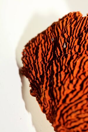 Dried mushroom potpourri cup abstract close up fifty megapixels high qualityの写真素材