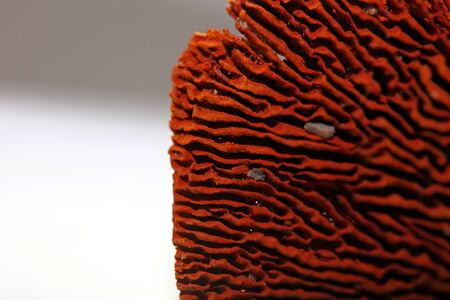 Dried mushroom potpourri cup abstract close up fifty megapixels high qualityの写真素材